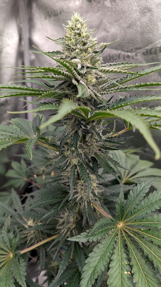 bbs-grow-diaries/week-404187-diary-402708-user-38149-68537178ed30b