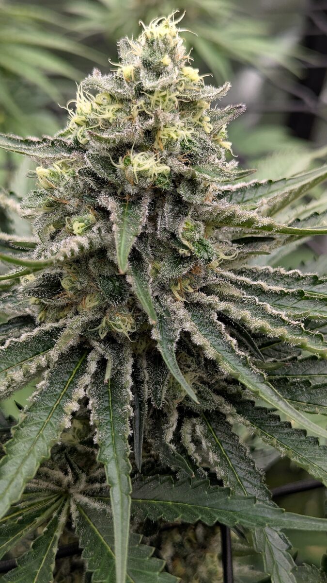 bbs-grow-diaries/week-404187-diary-402708-user-38149-6853717b542de