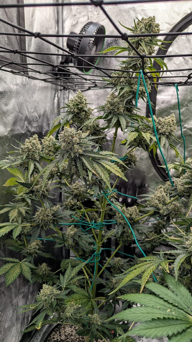 bbs-grow-diaries/week-404187-diary-402708-user-38149-6854cb99b96c0