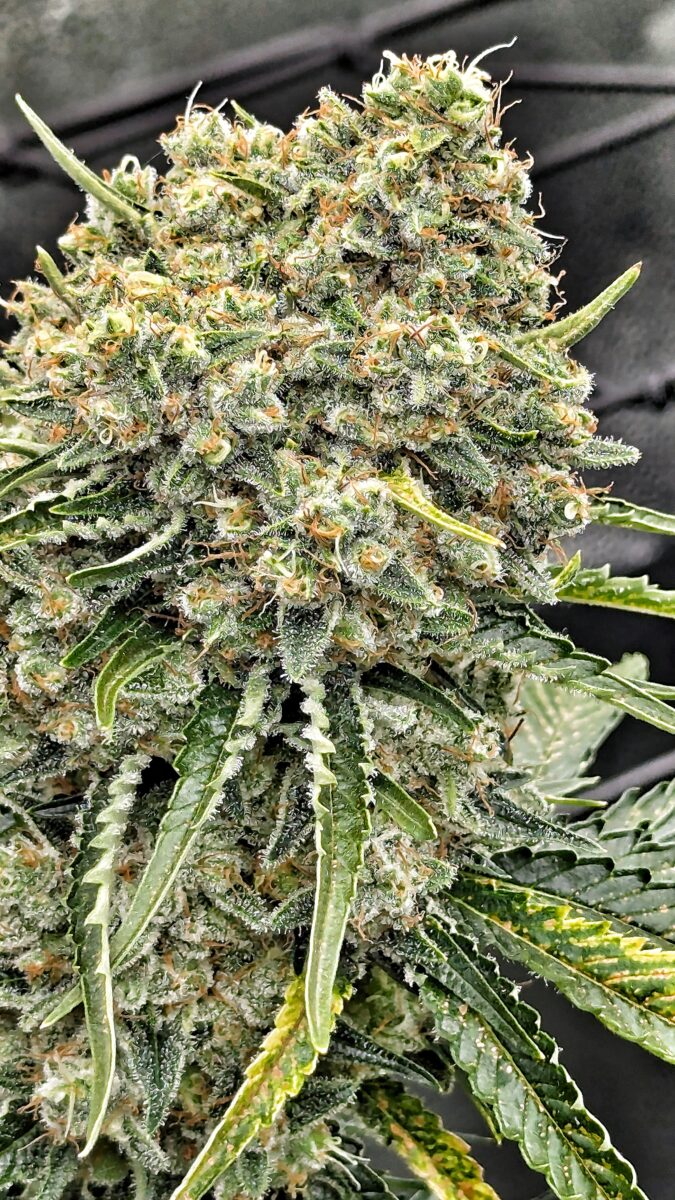 bbs-grow-diaries/week-404322-diary-402708-user-38149-6854019427fe8