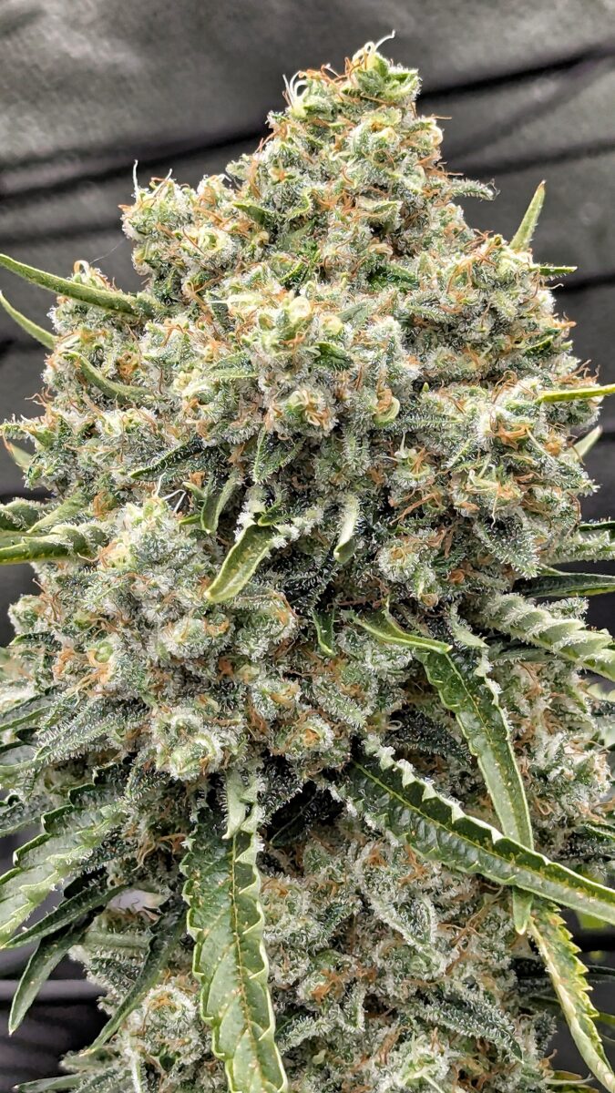 bbs-grow-diaries/week-404322-diary-402708-user-38149-68540196375e9