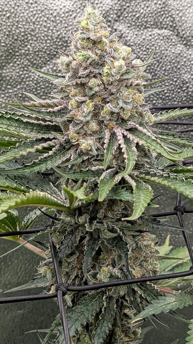 bbs-grow-diaries/week-404322-diary-402708-user-38149-685401984f2a1