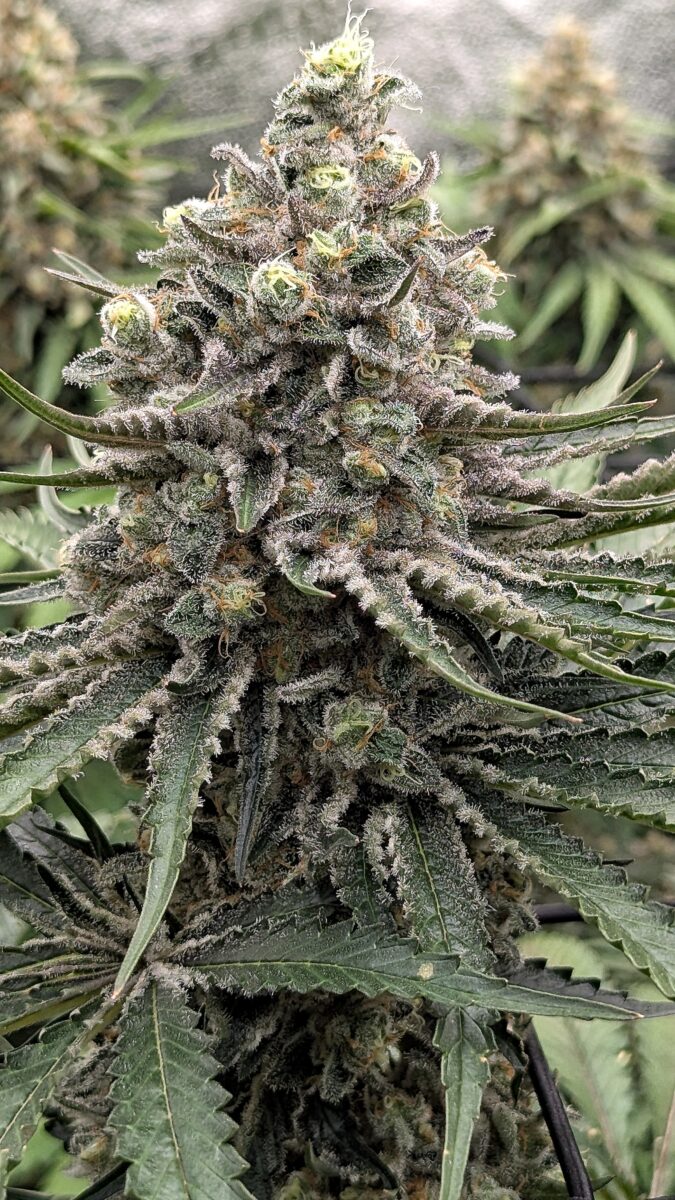 bbs-grow-diaries/week-404322-diary-402708-user-38149-6854019c6343e