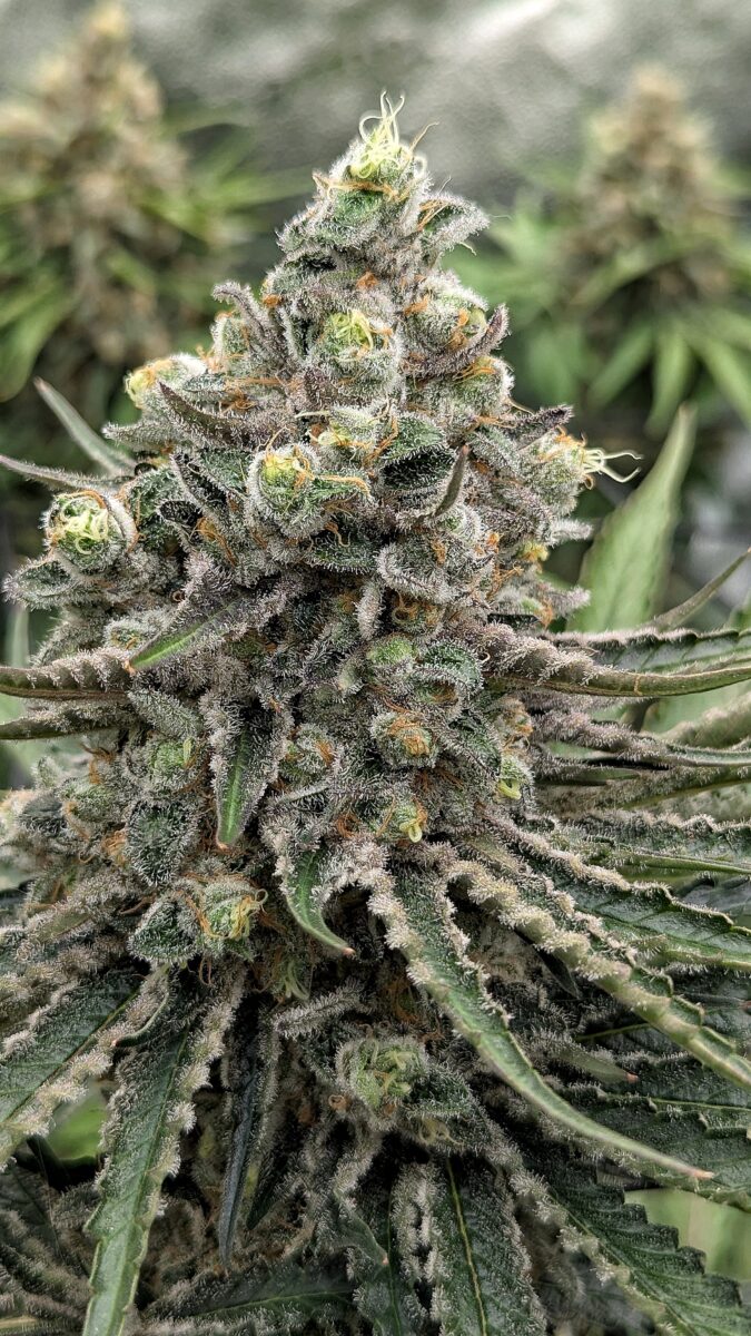 bbs-grow-diaries/week-404322-diary-402708-user-38149-6854019e7702f