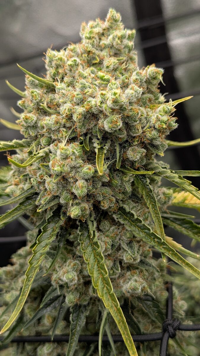 bbs-grow-diaries/week-404403-diary-402708-user-38149-68552b2de97c6