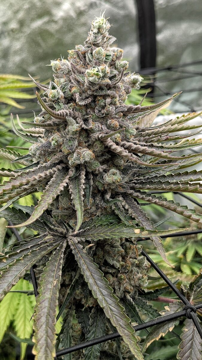 bbs-grow-diaries/week-404403-diary-402708-user-38149-68552b323f662