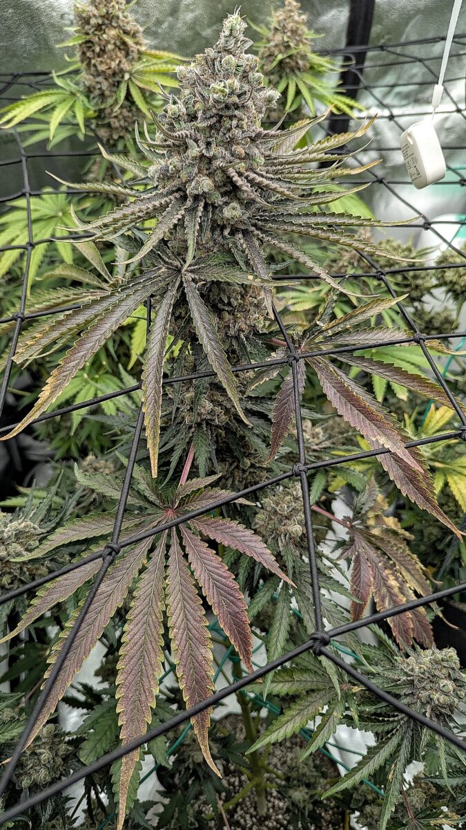 bbs-grow-diaries/week-404403-diary-402708-user-38149-68552b344c284