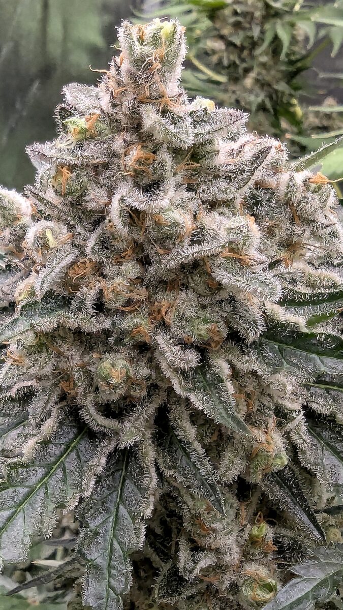 bbs-grow-diaries/week-404617-diary-402708-user-38149-68560fc74224c