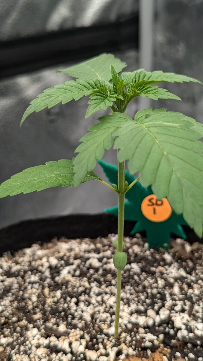 bbs-grow-diaries/week-405241-diary-405240-user-38149-685c77f57578c