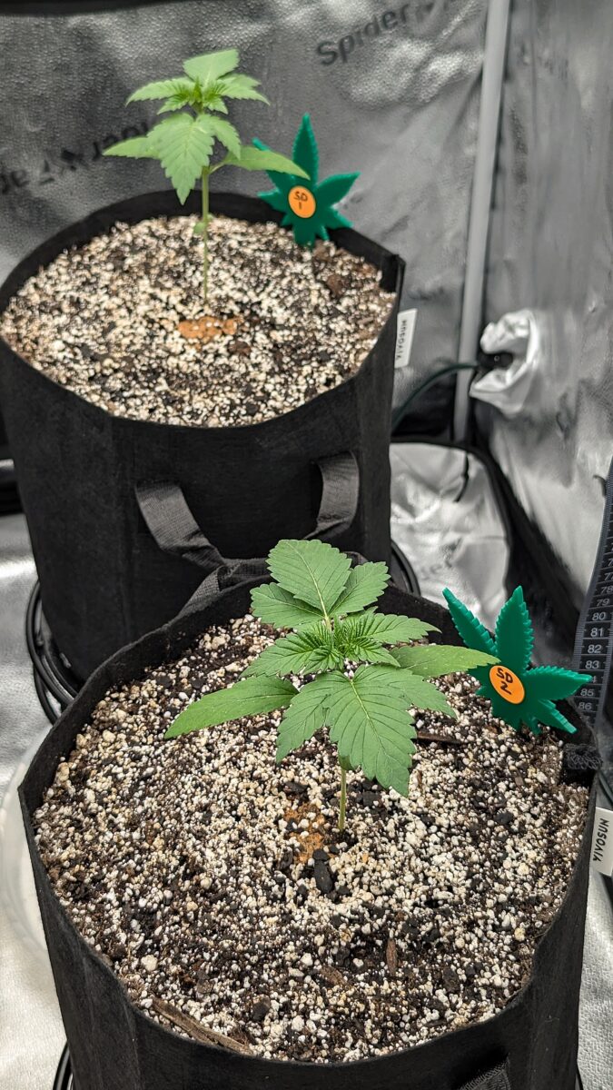 bbs-grow-diaries/week-405241-diary-405240-user-38149-685c77f768ee8