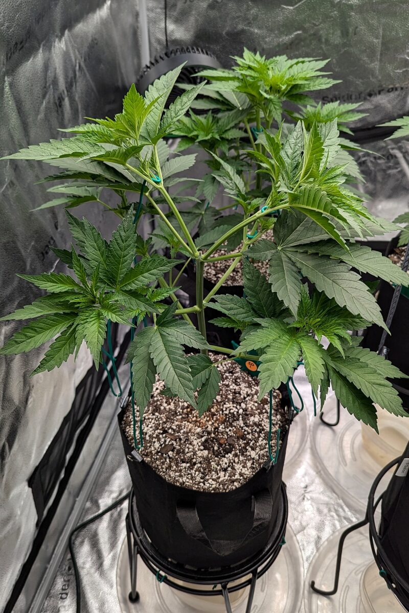 bbs-grow-diaries/week-405272-diary-405240-user-38149-685d4493c018f