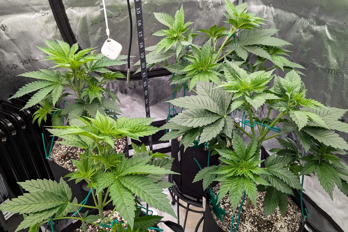 bbs-grow-diaries/week-405272-diary-405240-user-38149-685d44959effa