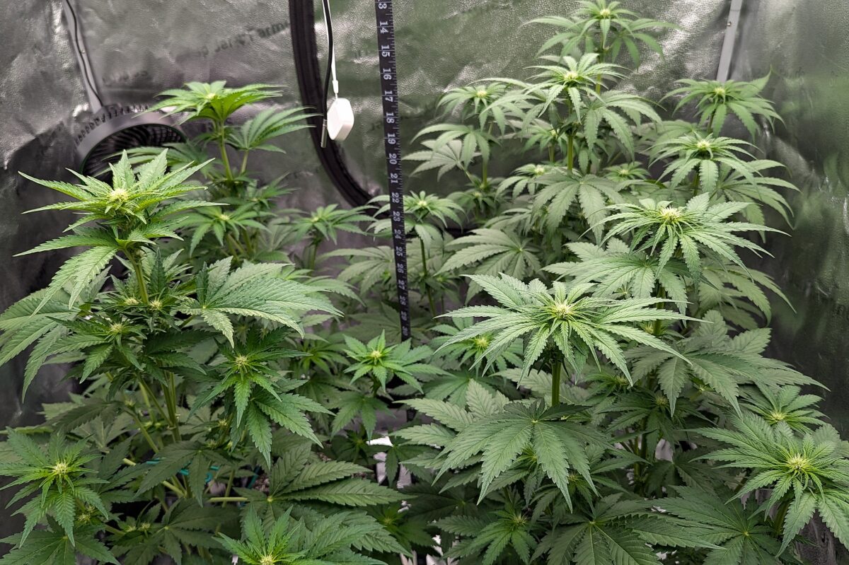 bbs-grow-diaries/week-405391-diary-405240-user-38149-685d6cb7e87e7