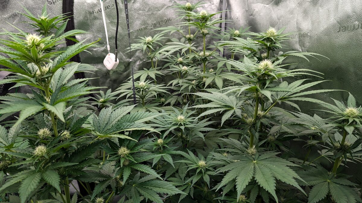 bbs-grow-diaries/week-405391-diary-405240-user-38149-685d6cba07fea