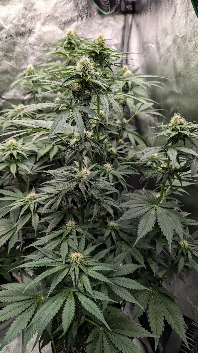 bbs-grow-diaries/week-405391-diary-405240-user-38149-685d6cbc1f8d8