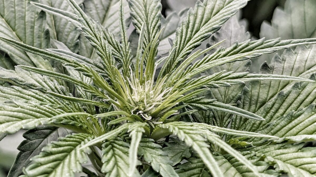 bbs-grow-diaries/week-405391-diary-405240-user-38149-685d6cbe369f4