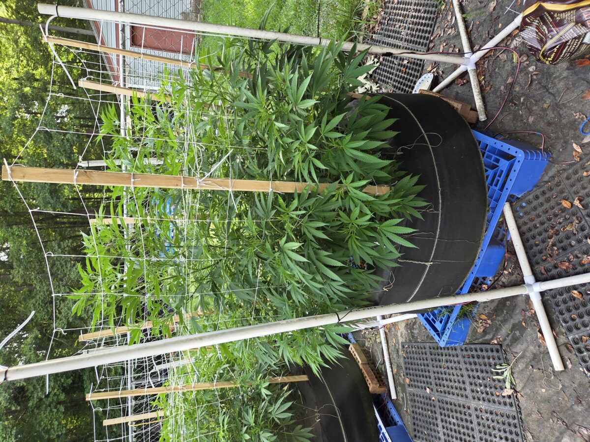 bbs-grow-diaries/week-405398-diary-380374-user-39676-685d82feb5fd0