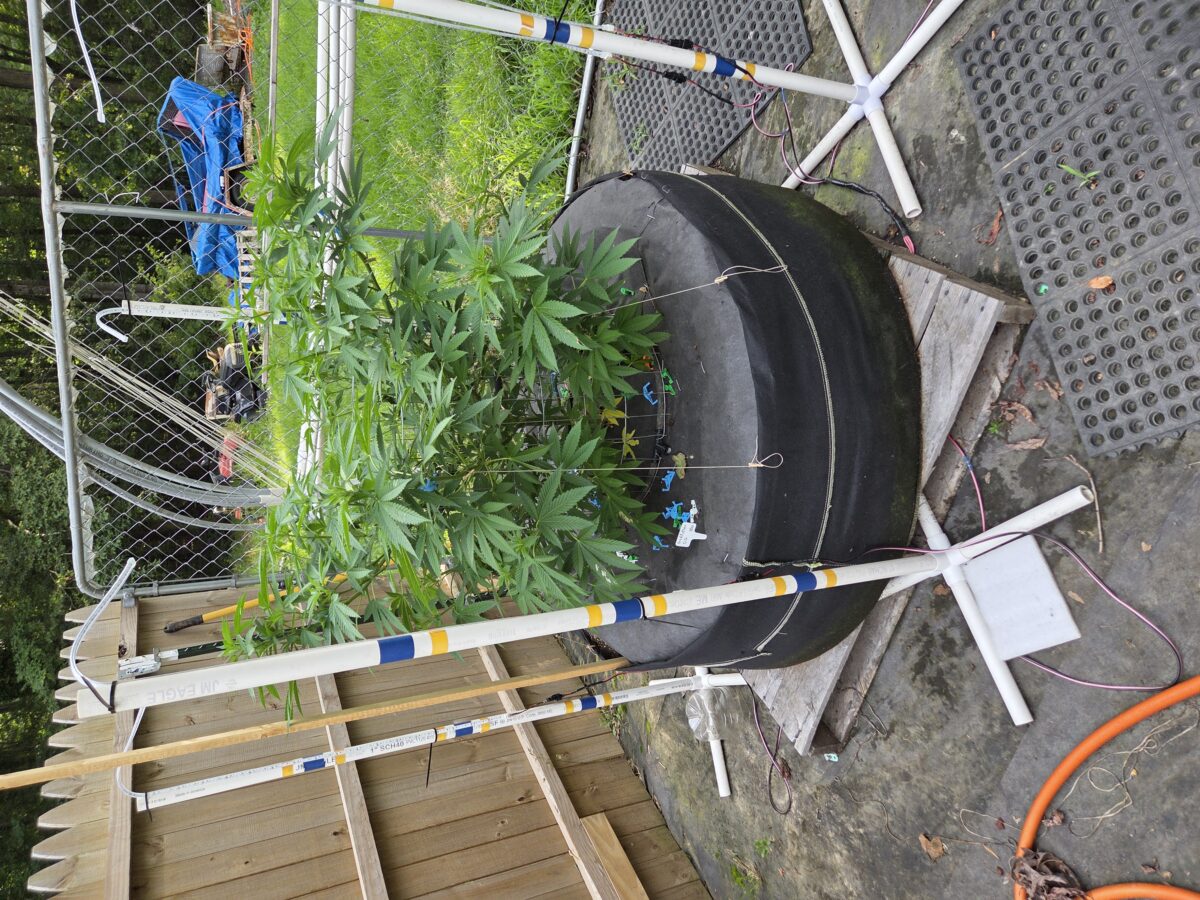 bbs-grow-diaries/week-405401-diary-380381-user-39676-685d87eeec42b