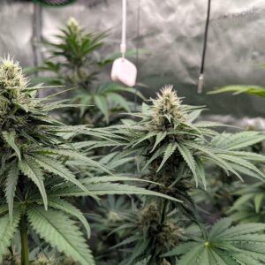 Flowering Week - 7 - Stardawg - 1