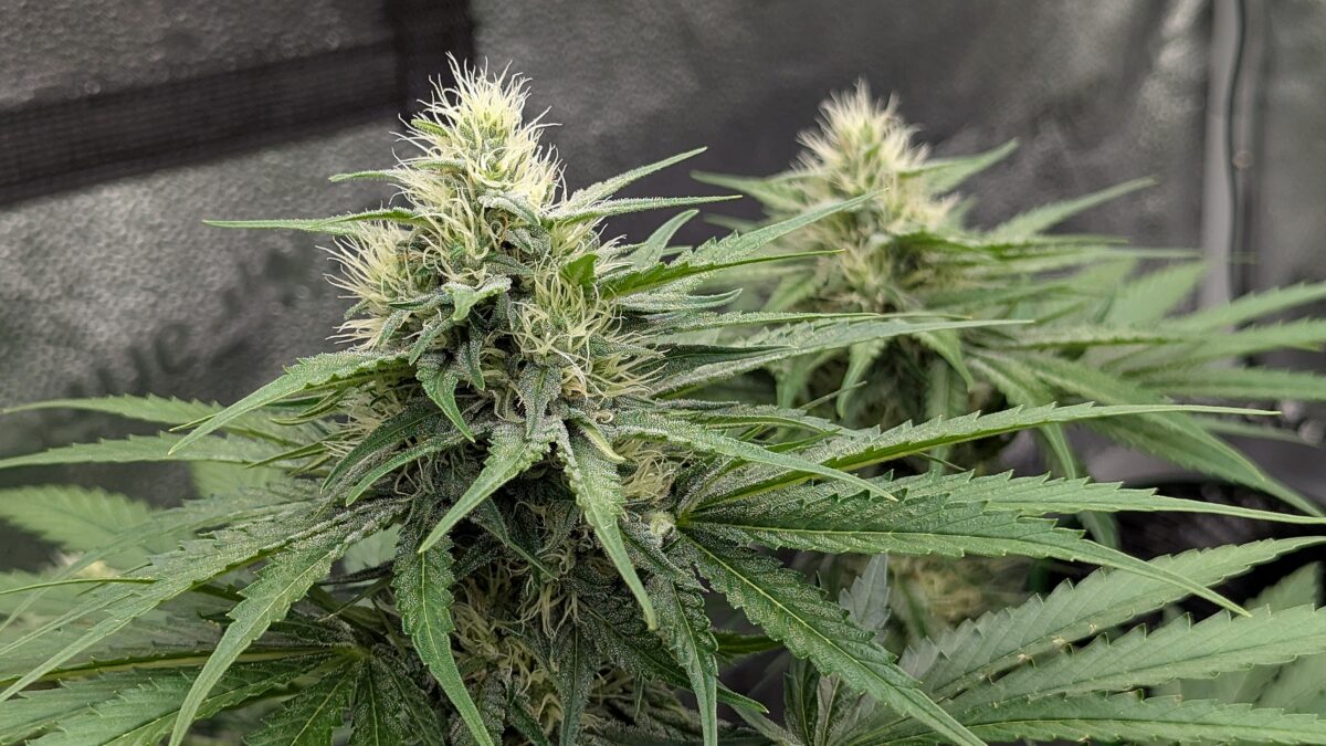 bbs-grow-diaries/week-405426-diary-405240-user-38149-685e3ad3b2354