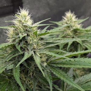 Flowering Week - 7 - Stardawg - 2