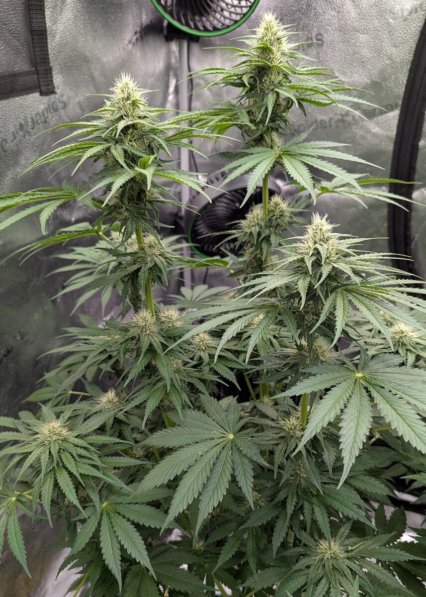 bbs-grow-diaries/week-405426-diary-405240-user-38149-685e3ad5a24f6