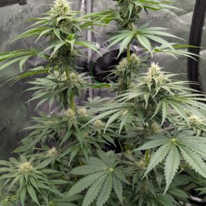 Flowering Week - 7 - Stardawg - 3