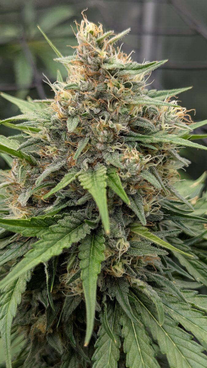 bbs-grow-diaries/week-405428-diary-405240-user-38149-685e445e70c22