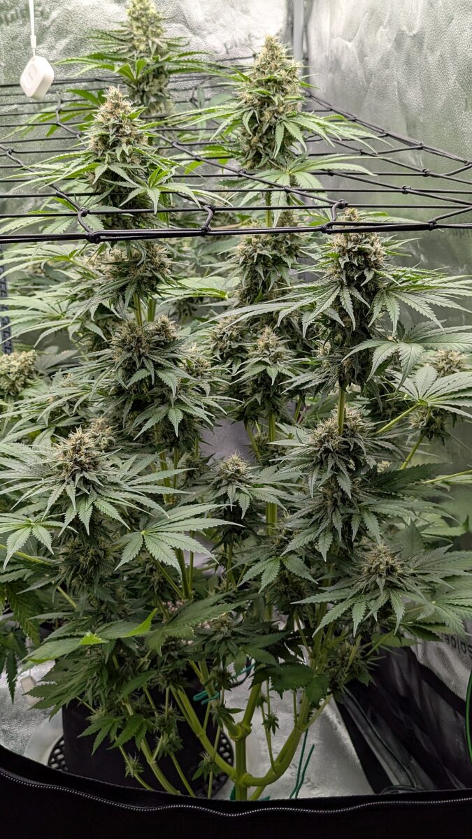 bbs-grow-diaries/week-405428-diary-405240-user-38149-685e446076116