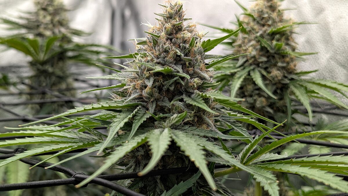 bbs-grow-diaries/week-405432-diary-405240-user-38149-685e6eff6ff89