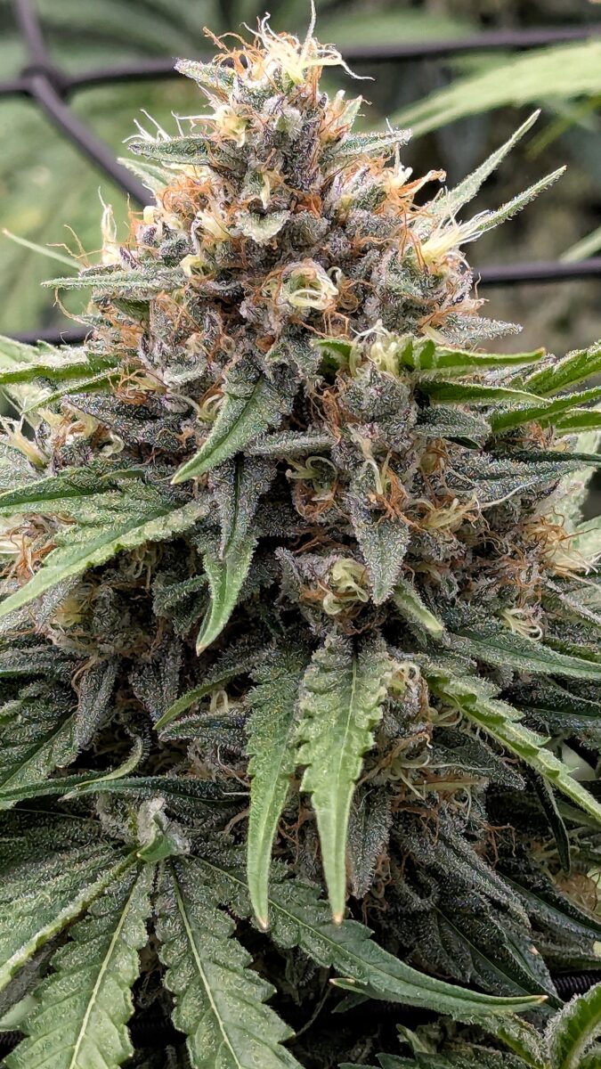 bbs-grow-diaries/week-405432-diary-405240-user-38149-685e6f01a26dc