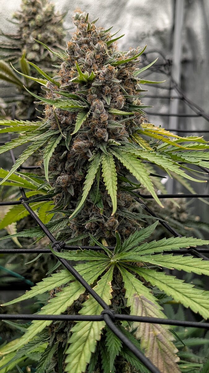 bbs-grow-diaries/week-405450-diary-405240-user-38149-685e77ca20dff