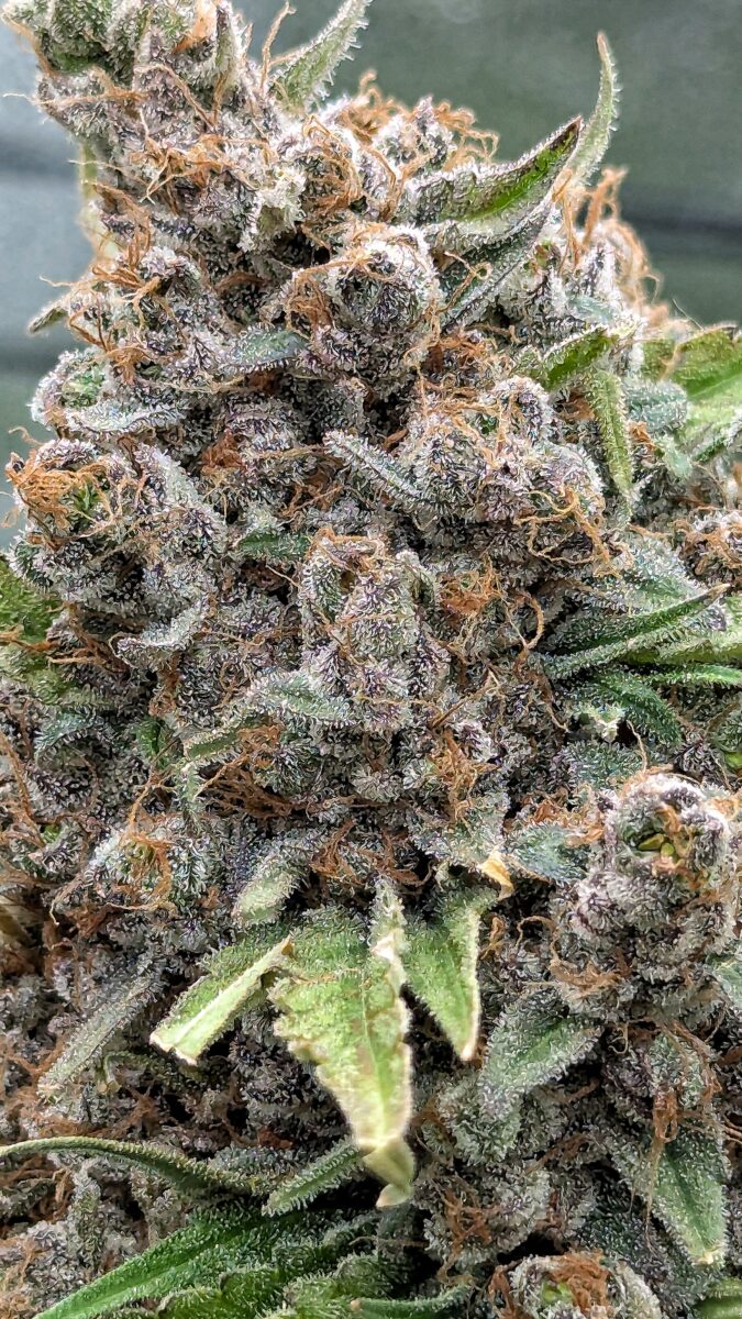 bbs-grow-diaries/week-405450-diary-405240-user-38149-685e77cc3aef8