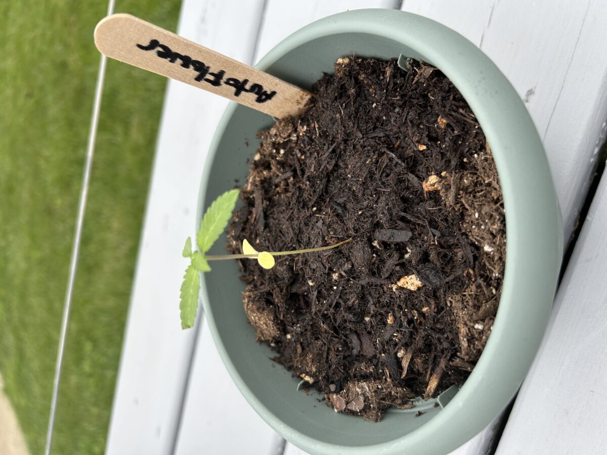 bbs-grow-diaries/week-405774-diary-401044-user-42132-68629142e3576