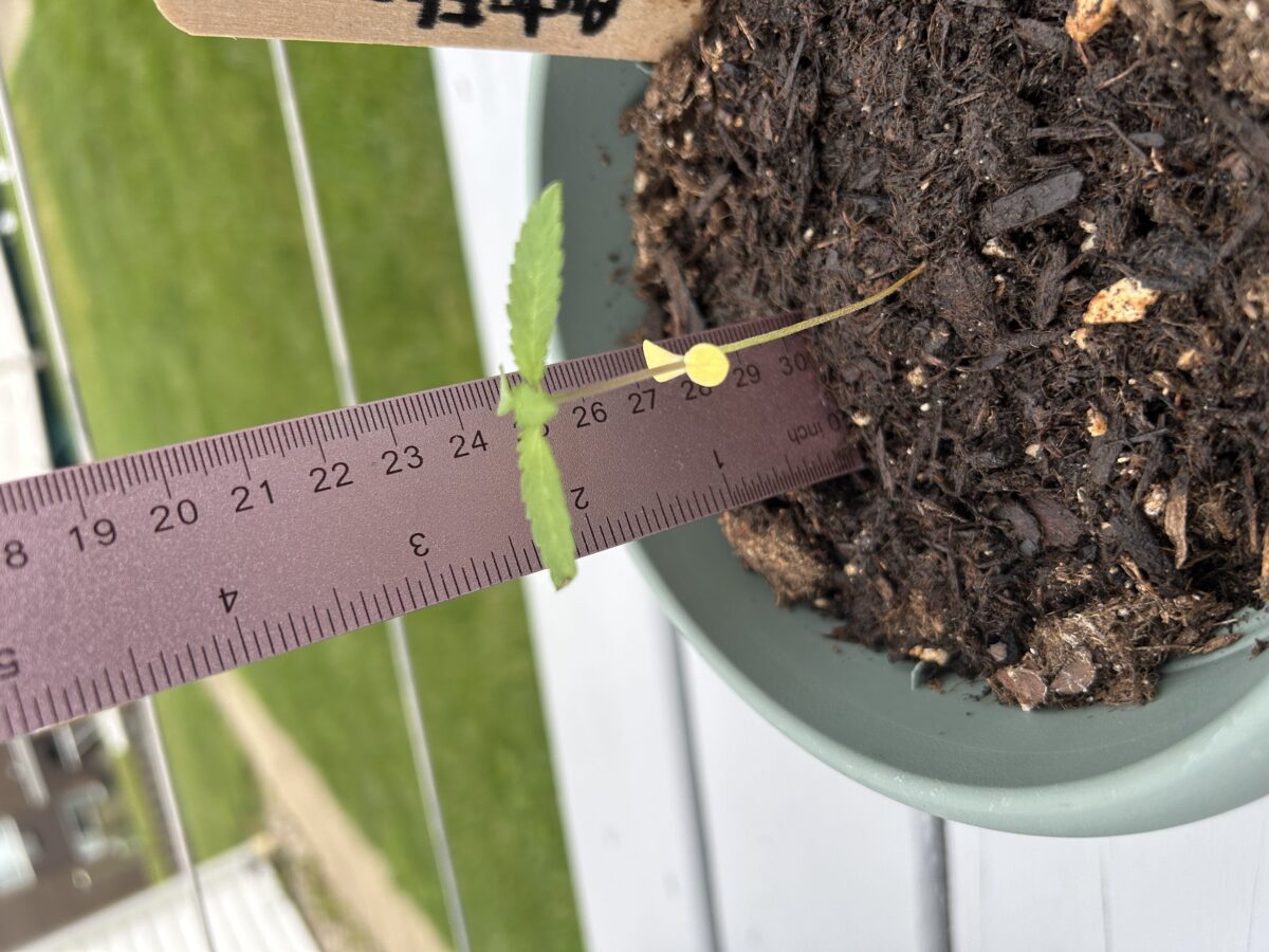 bbs-grow-diaries/week-405774-diary-401044-user-42132-6862914515efa