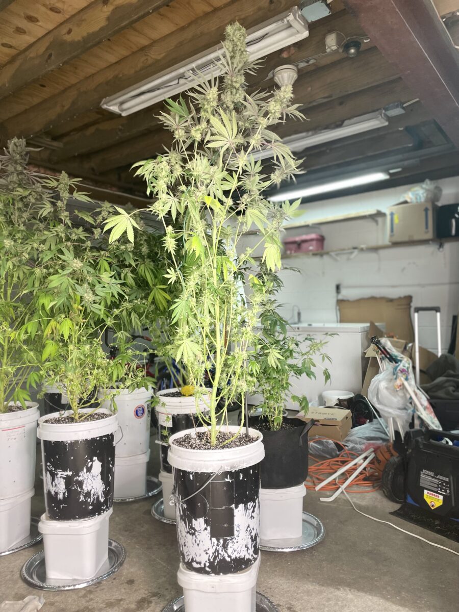 bbs-grow-diaries/week-406628-diary-384564-user-21252-68649c03b4cc7