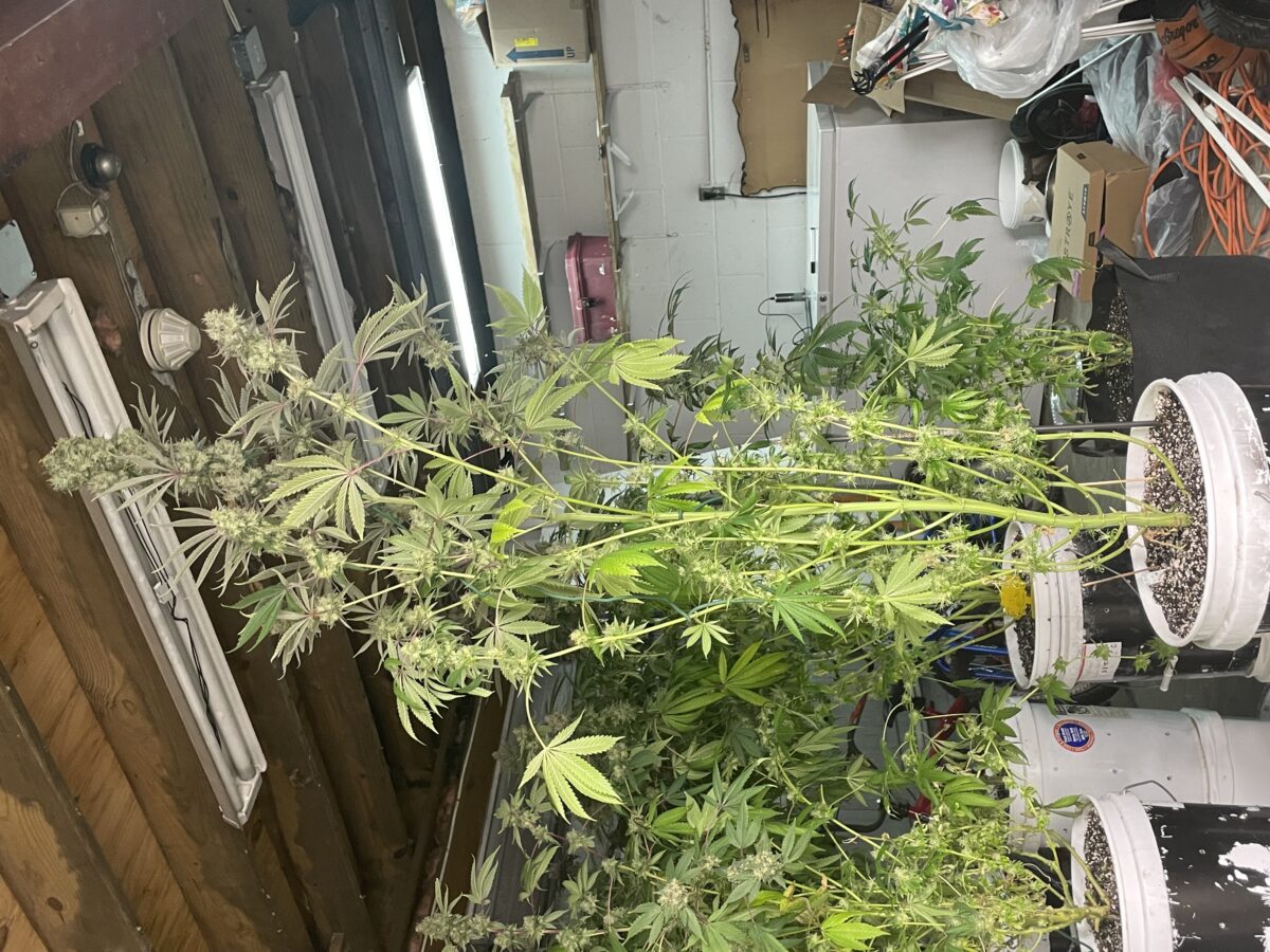 bbs-grow-diaries/week-406628-diary-384564-user-21252-68649c05de88e