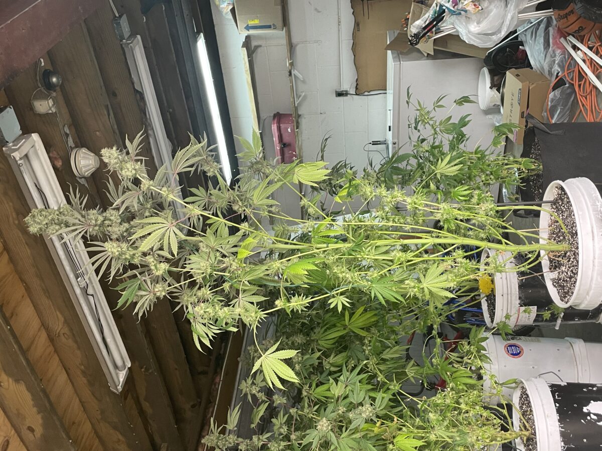 bbs-grow-diaries/week-406628-diary-384564-user-21252-68649c080da00