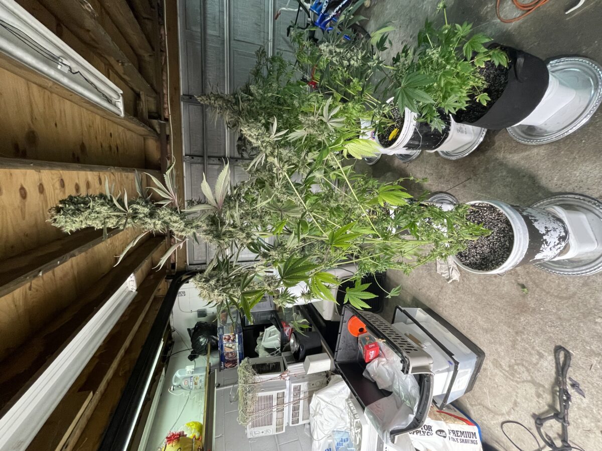 bbs-grow-diaries/week-406628-diary-384564-user-21252-68649c0a2c7f4