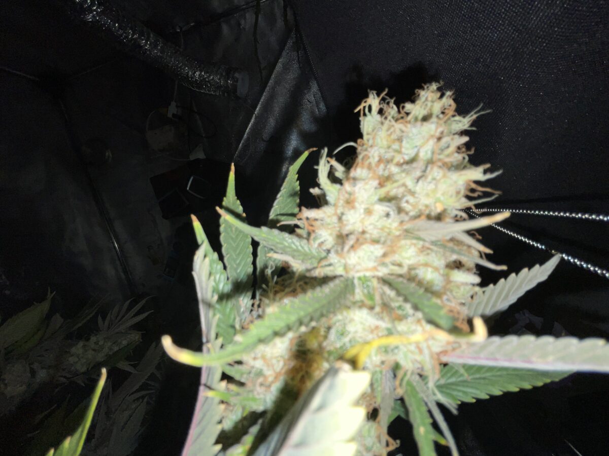 bbs-grow-diaries/week-488188-diary-384564-user-21252-686e4753e47d1