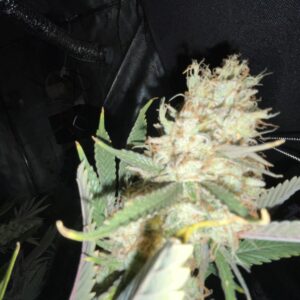 Harvest Week - 18 - Chocolate Thai - 1