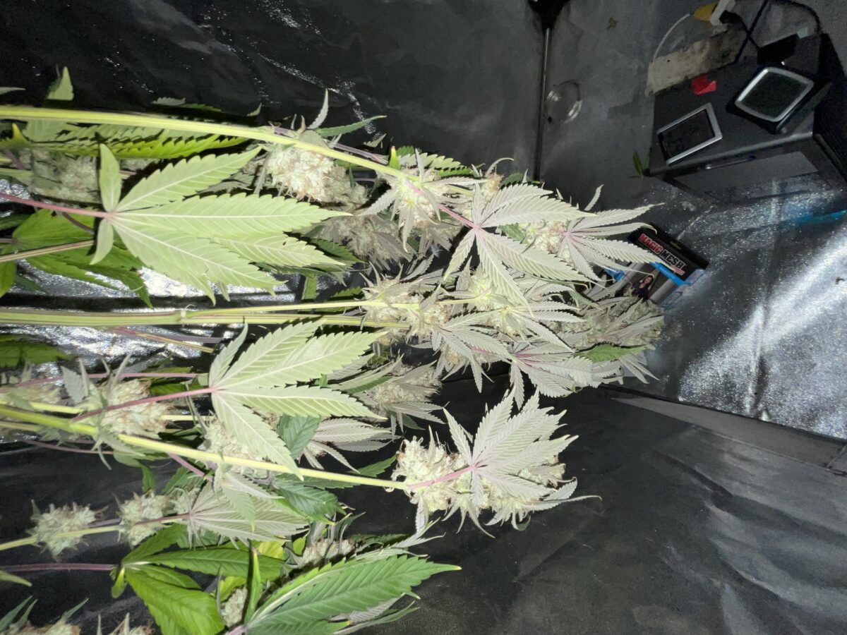 bbs-grow-diaries/week-488188-diary-384564-user-21252-686e475626339