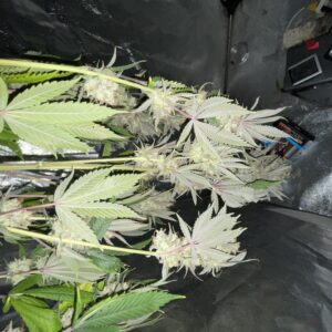 Harvest Week - 18 - Chocolate Thai - 2