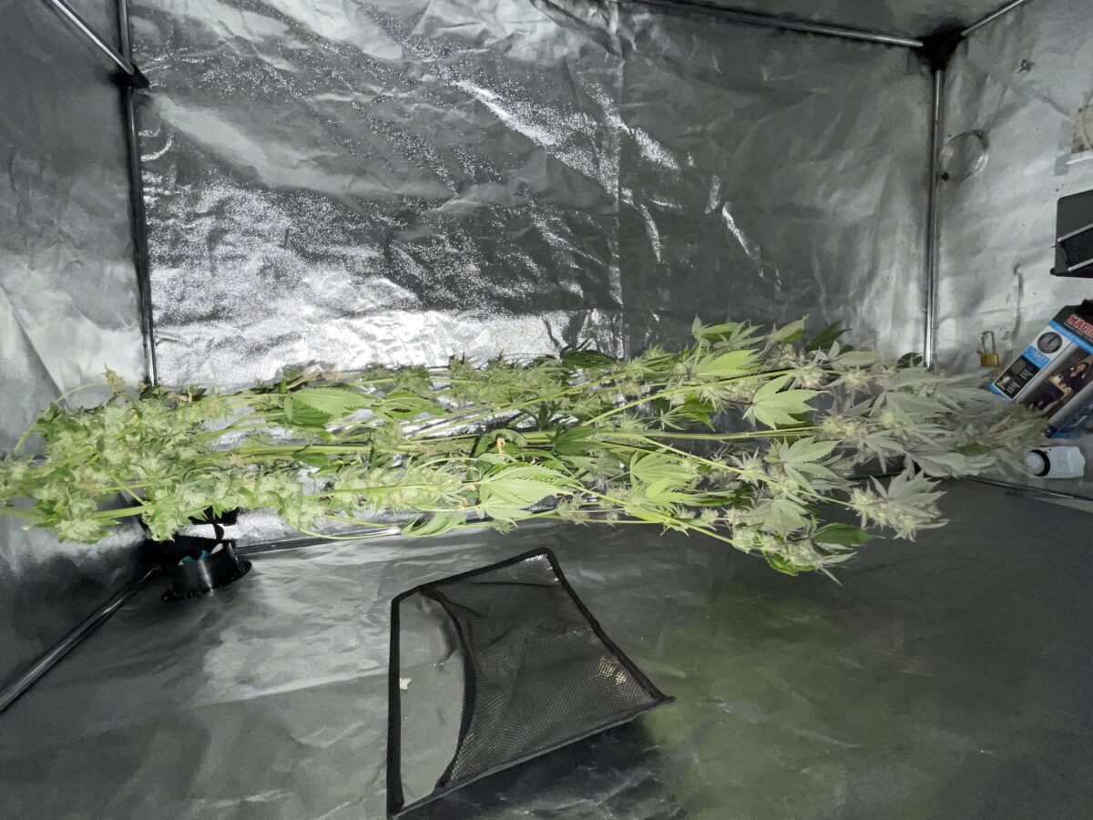 bbs-grow-diaries/week-488188-diary-384564-user-21252-686e47585419c