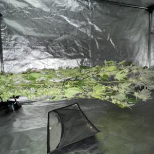 Harvest Week - 18 - Chocolate Thai - 3