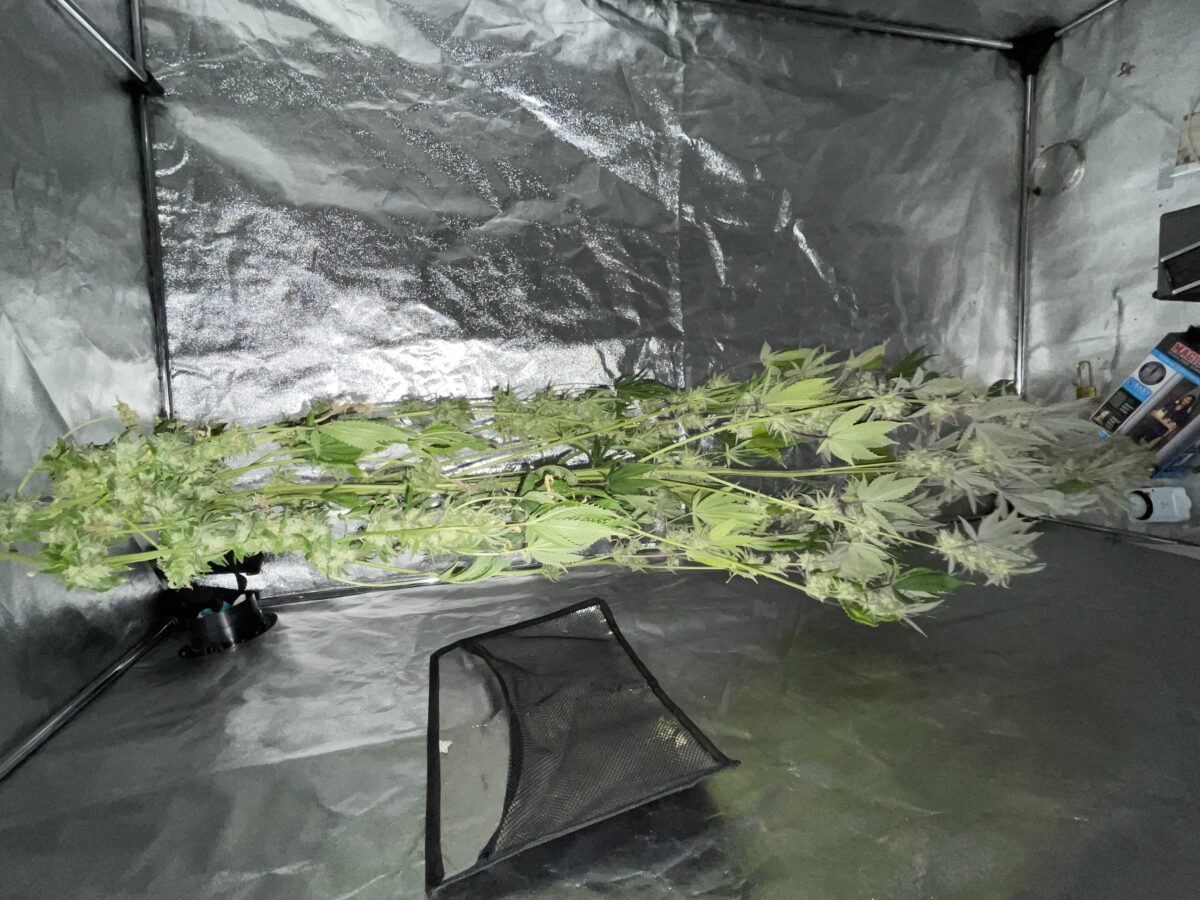 bbs-grow-diaries/week-488188-diary-384564-user-21252-686e475a7cab4