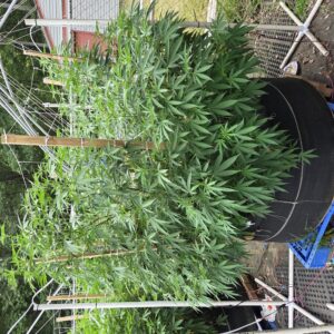 Purple Star Killer - Vegetation Week - 14