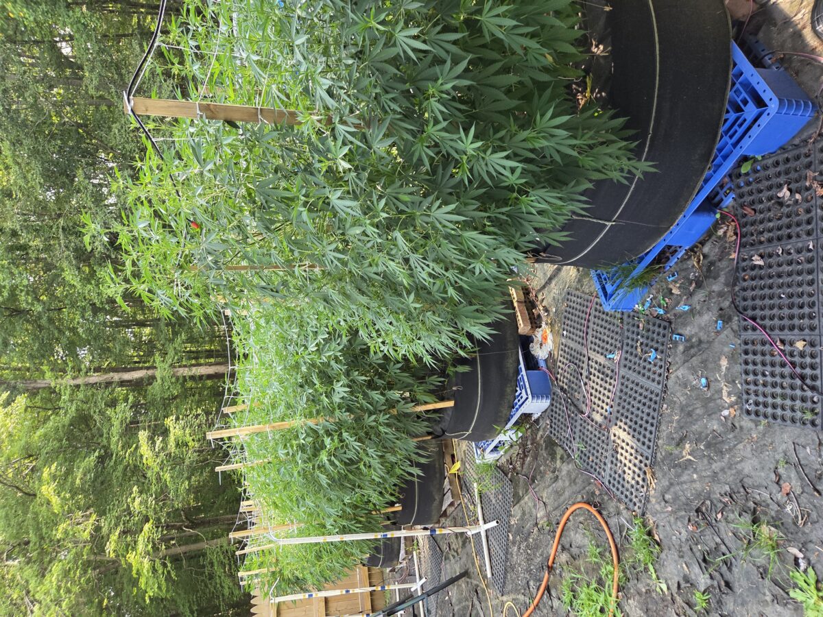 bbs-grow-diaries/week-489136-diary-380374-user-39676-688ce526a64d1