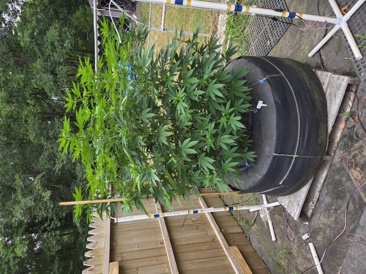 bbs-grow-diaries/week-489139-diary-380381-user-39676-687169c88ba5a