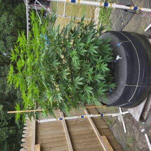 Godfather OG - Vegetation Week - 14
